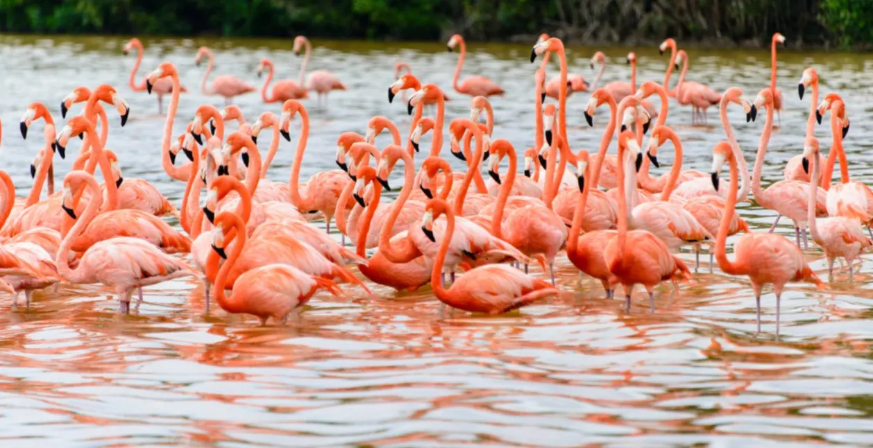 Flock of flamingoes in Celestun Biosphere Reserve Yucatan, Mexico